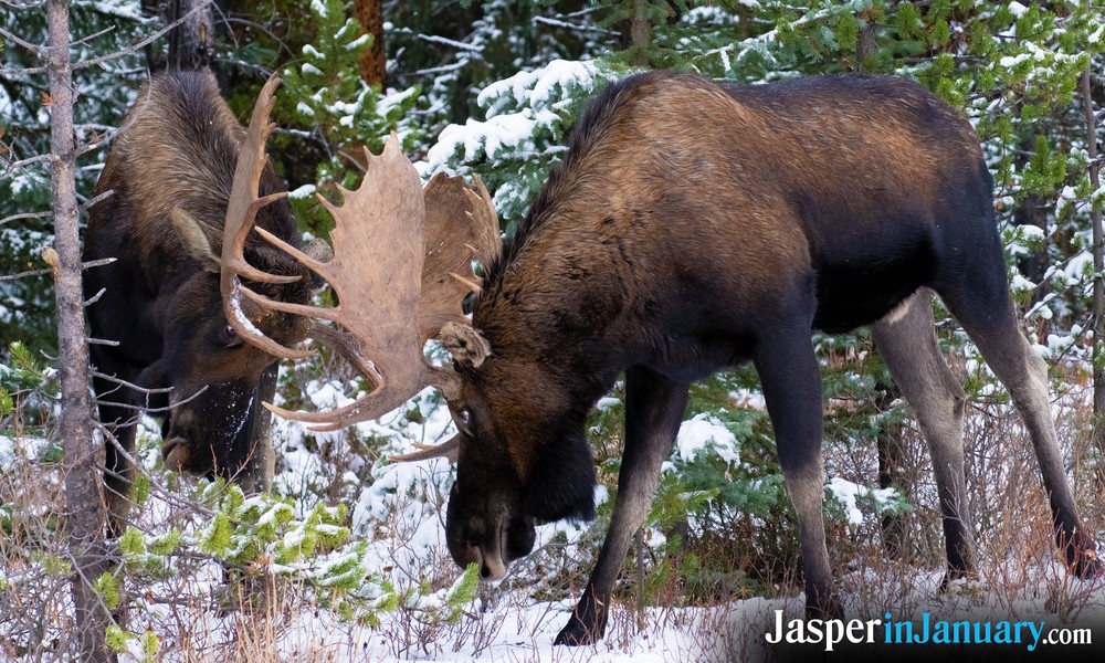 January Wildlife Viewing in Jasper