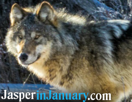 January Wildlife Viewing in Jasper