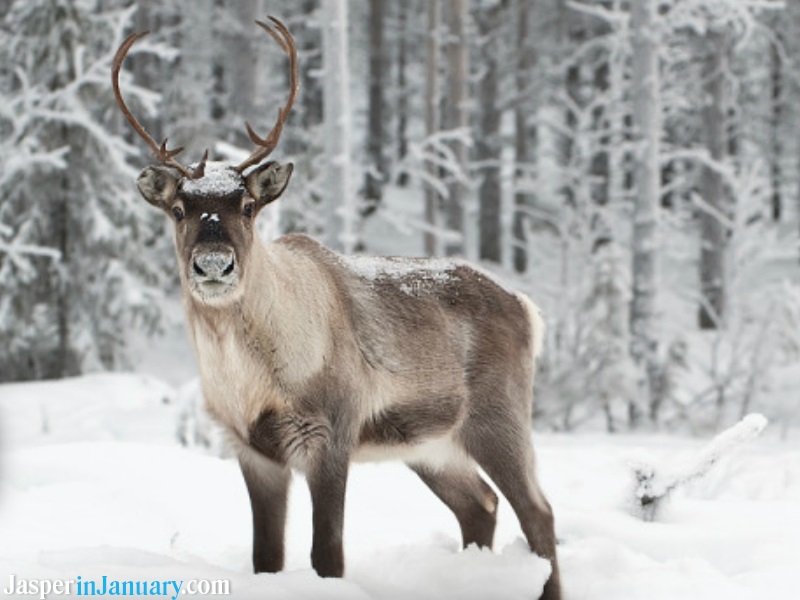 Jasper in January Wildlife Tours 2024