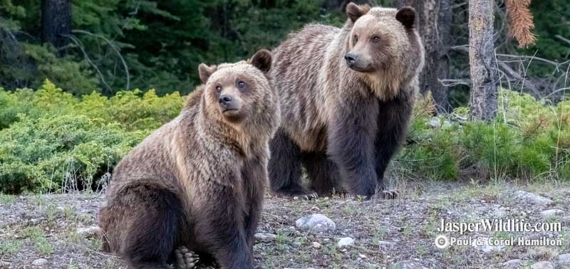 Jasper Evening Wildlife Tour 2022