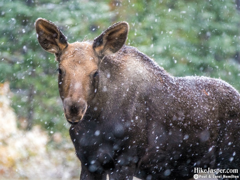 Moose Calf near Moose Lake - Hike Jasper