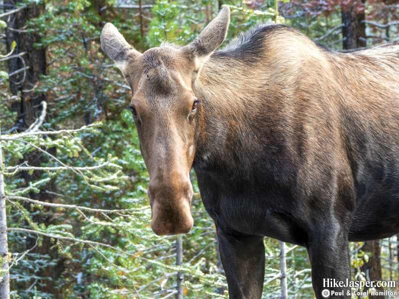 Moose Cow at Maligne Lake - Hike Jasper