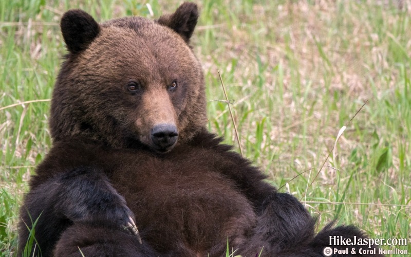 Bears' unique bone characteristics - Hiking Jasper