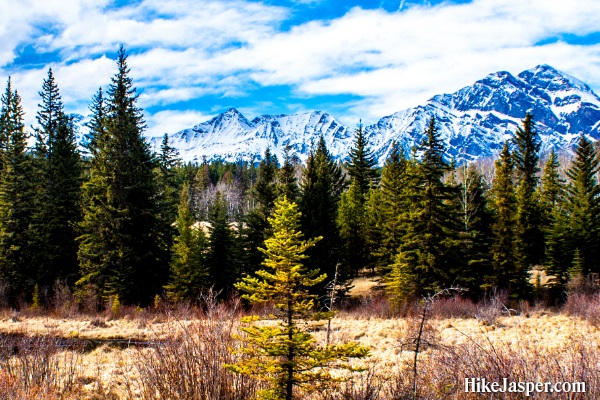 Cottonwood Creek - Patricia Lake Circuit