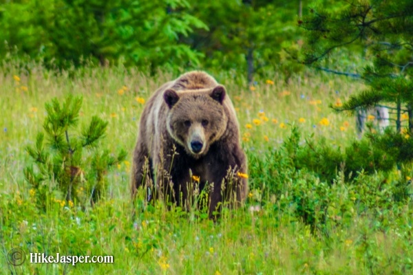 Jasper Alberta - Hike Jasper Grizzly Encounter in  2017