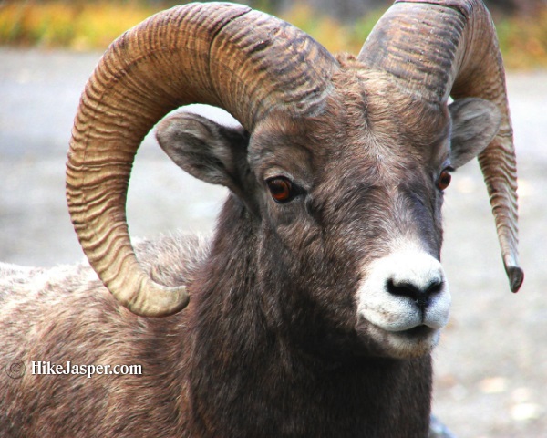 Bighorn Sheep at Jasper's Old Fort Point