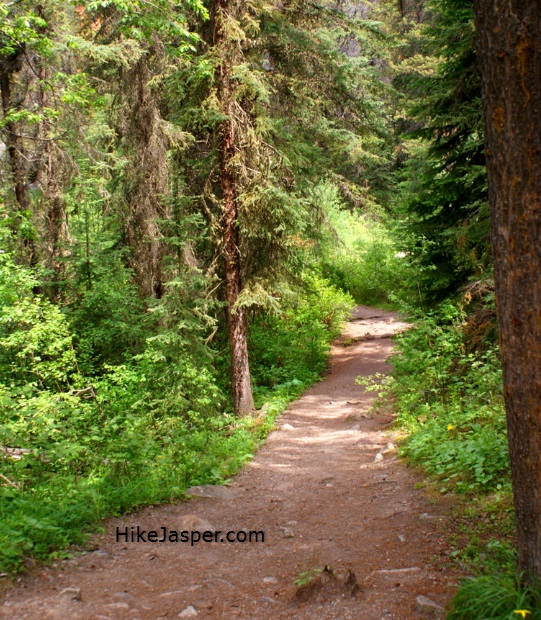 Jasper, Alberta's Horseshoe Lake Hike