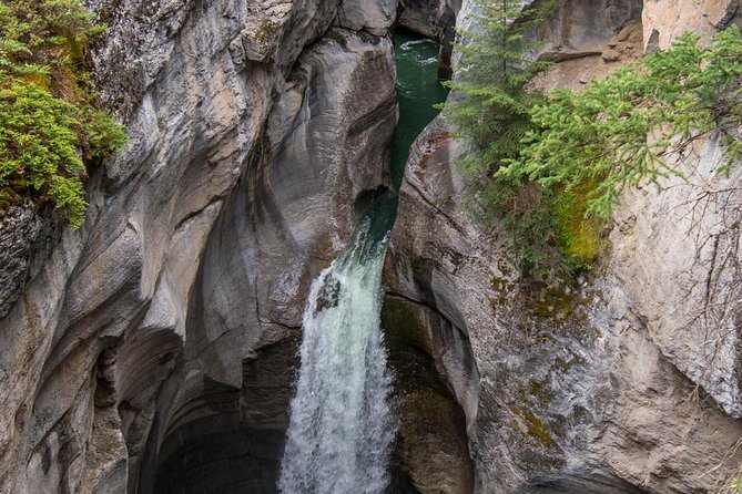 5.5 Hour Jasper Wildlife and Waterfalls Tour with Maligne Lake Cruise