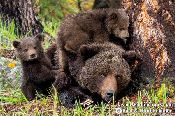 Jasper Summer Wildlife Tour